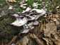 Lilaszegélyű egyrétűtapló (Trichaptum biforme), Somogy